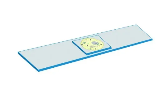 Mitosis stages slides 575135 شرائح مراحل الانقسام الميتوزي